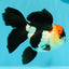 A Grade Batman Tricolor Oranda Female 5  inches #0510OR_13