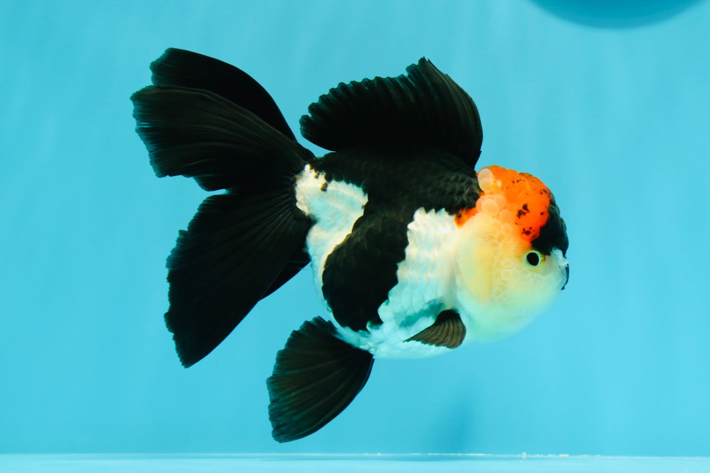 Oranda tricolor Batman de grado A, hembra, 5 pulgadas, n.° 0510OR_13