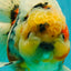AAA Grade Sanke Marble Oranda Male 6.5 inches #062626OR_03