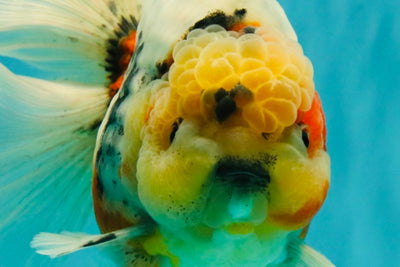 AAA Grade Sanke Marble Oranda Male 6.5 inches #062626OR_03