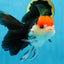 A Grade Tricolor Oranda Female 5.5-6 inches #081525OR_18