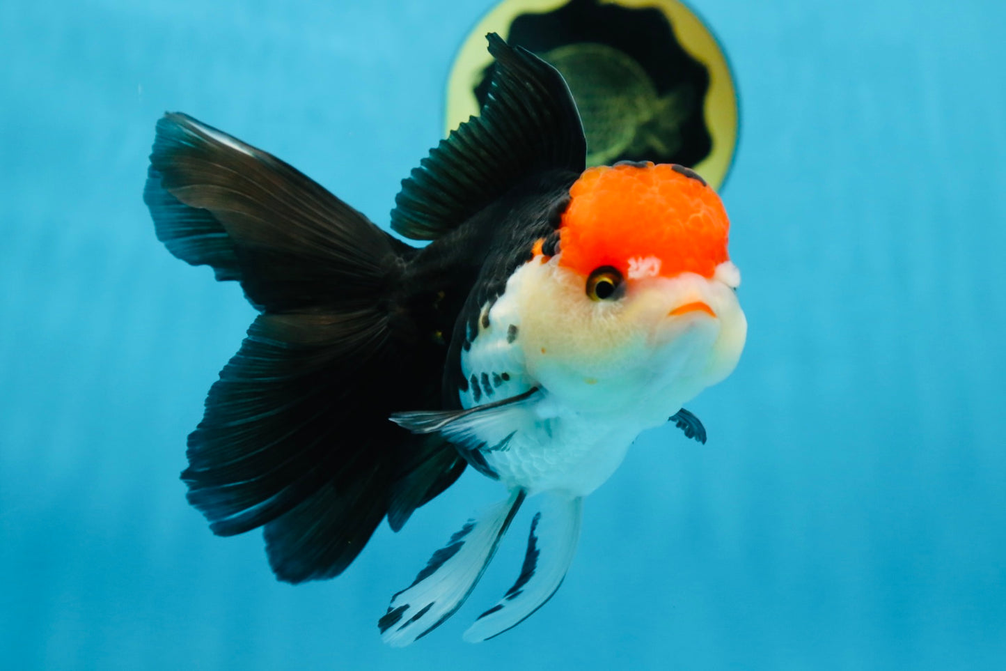 A Grade Tricolor Oranda Female 5.5-6 inches #081525OR_18