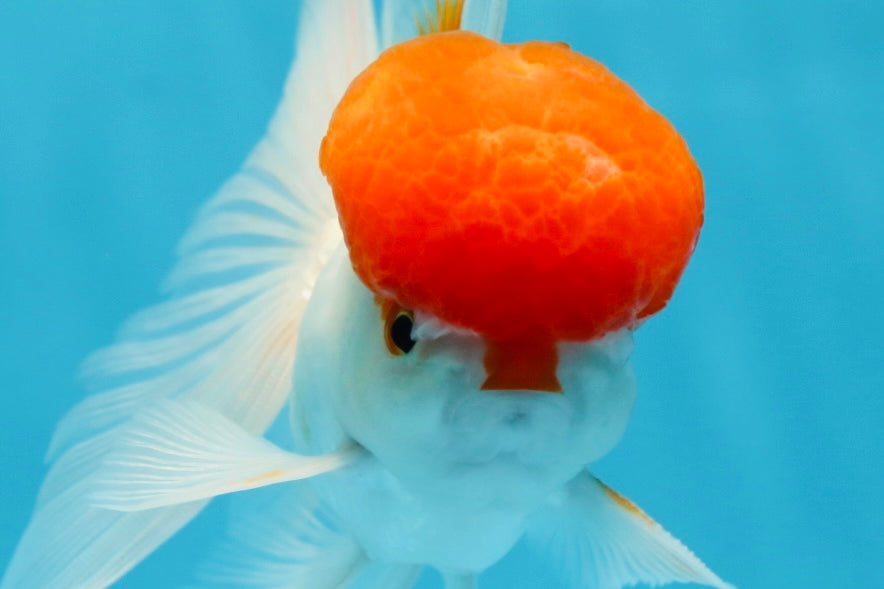 AAA Grade SUPER Red Cap Oranda Male 4.5 inches #051625OR_29