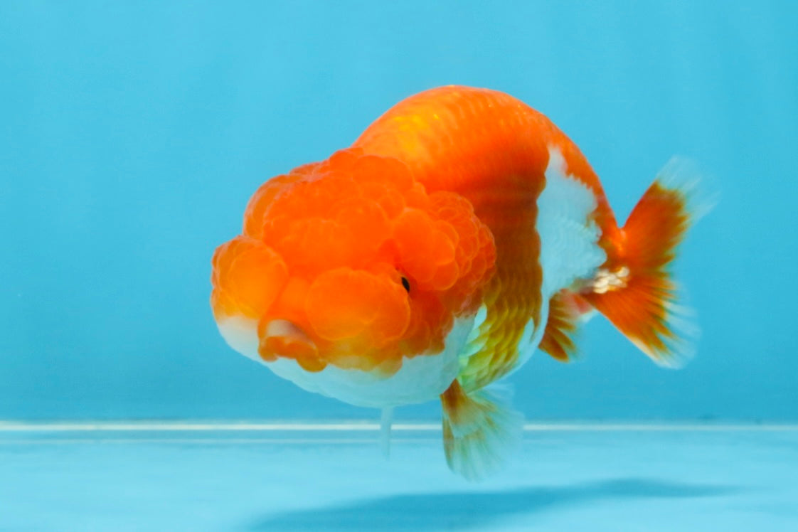 Red White Lionchu Female 4 inches #121925LC_02