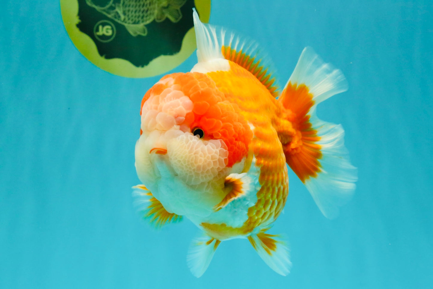BIG WEN AAA Grade Beautiful Red White Yuanbao Male 6-6.5 inches #071026YB_07