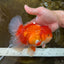 AAA Grade Young Godzilla Red White  Oranda Male 6-6.5 inches #081525OR_10