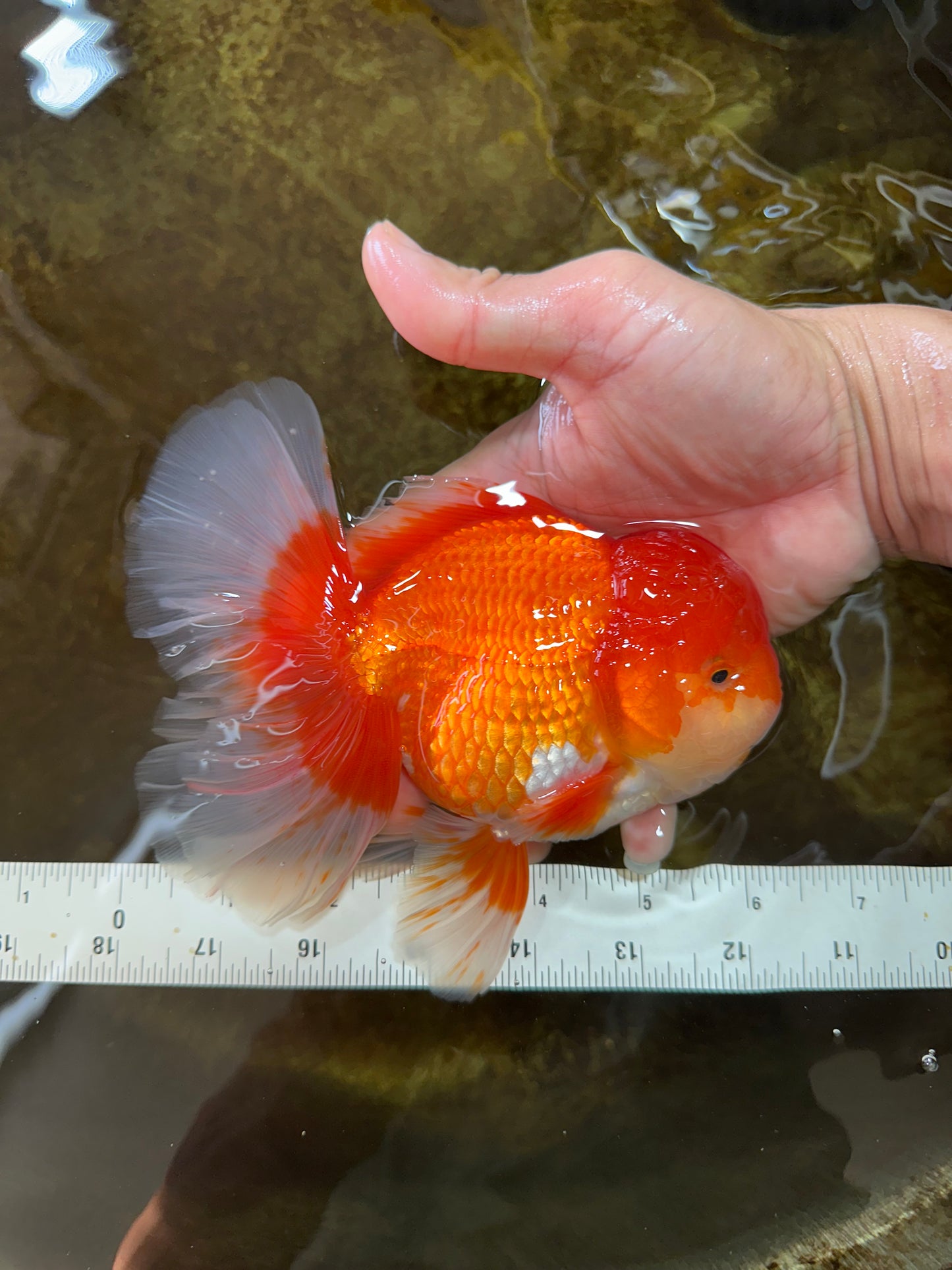 AAA Grade Young Godzilla Red White  Oranda Male 6-6.5 inches #081525OR_10