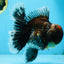 AAA Grade Calico Kirin Oranda 5.5-6 inches #080125OR_02