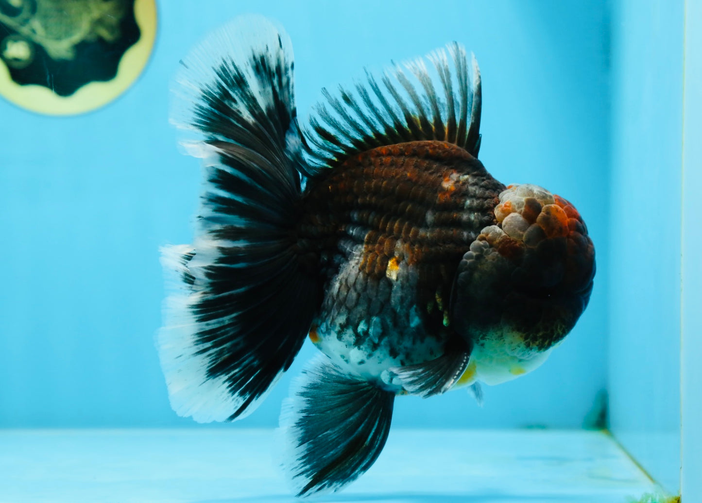 AAA Grade Calico Kirin Oranda 5.5-6 inches #080125OR_02