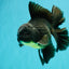 AAA Grade Black Oranda Male 6.5 inches #102326OR_08