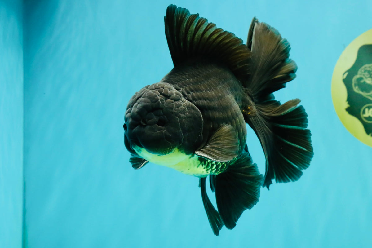 AAA Grade Black Oranda Male 6.5 inches #102326OR_08
