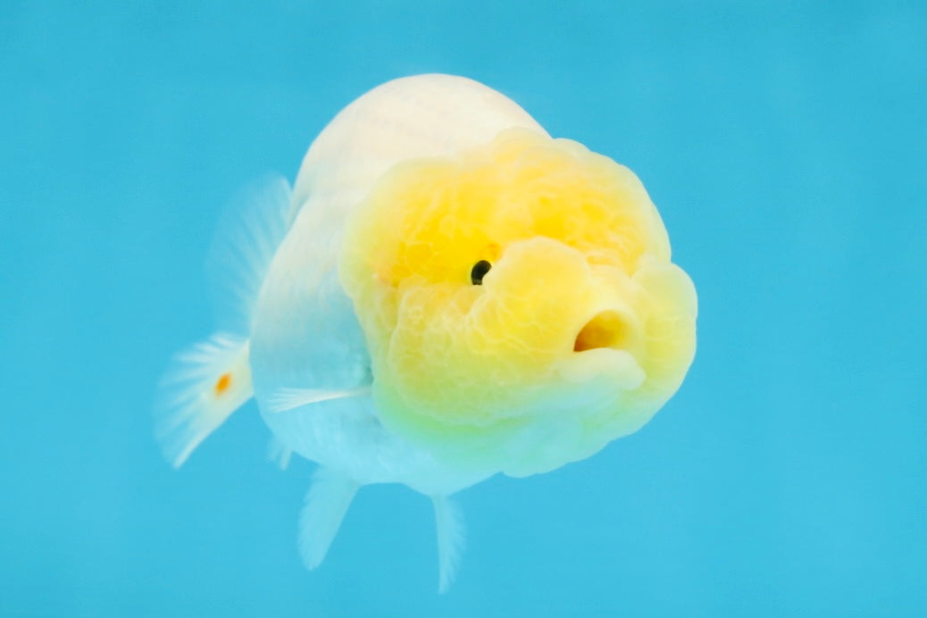 LEMON POP AAA Grade Lemonhead LionQueen 3.5-4 inches #101725LC_03