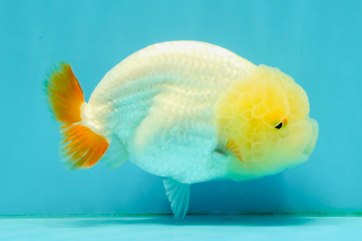 A Grade Red White LionQueen Female 4.5 inches #042426LC_17