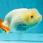 👶 Baby Lemonhead Duckie Lionchu Female 3.5-4 inches #0216LC_12