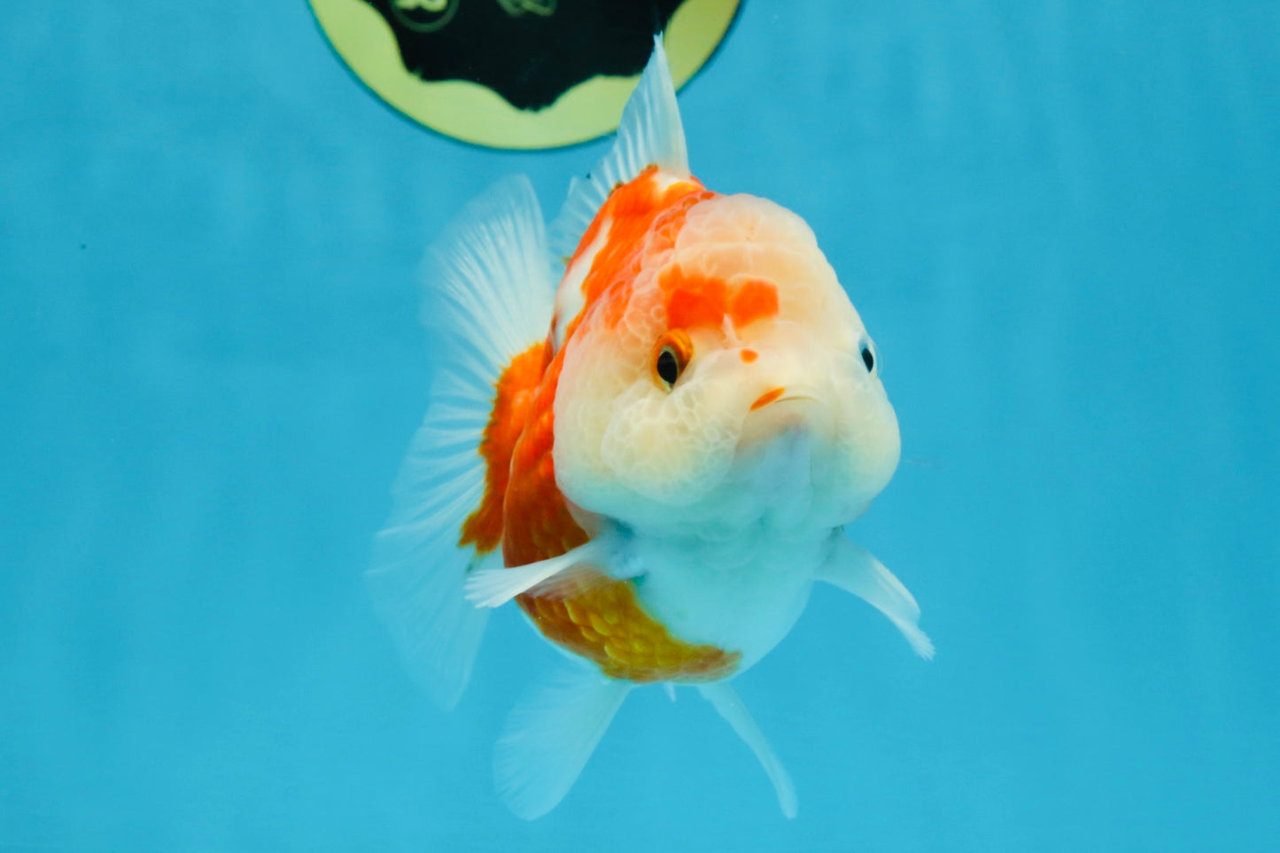 A Grade Sakura Yuanbao Female 4 inches #103125YB_06