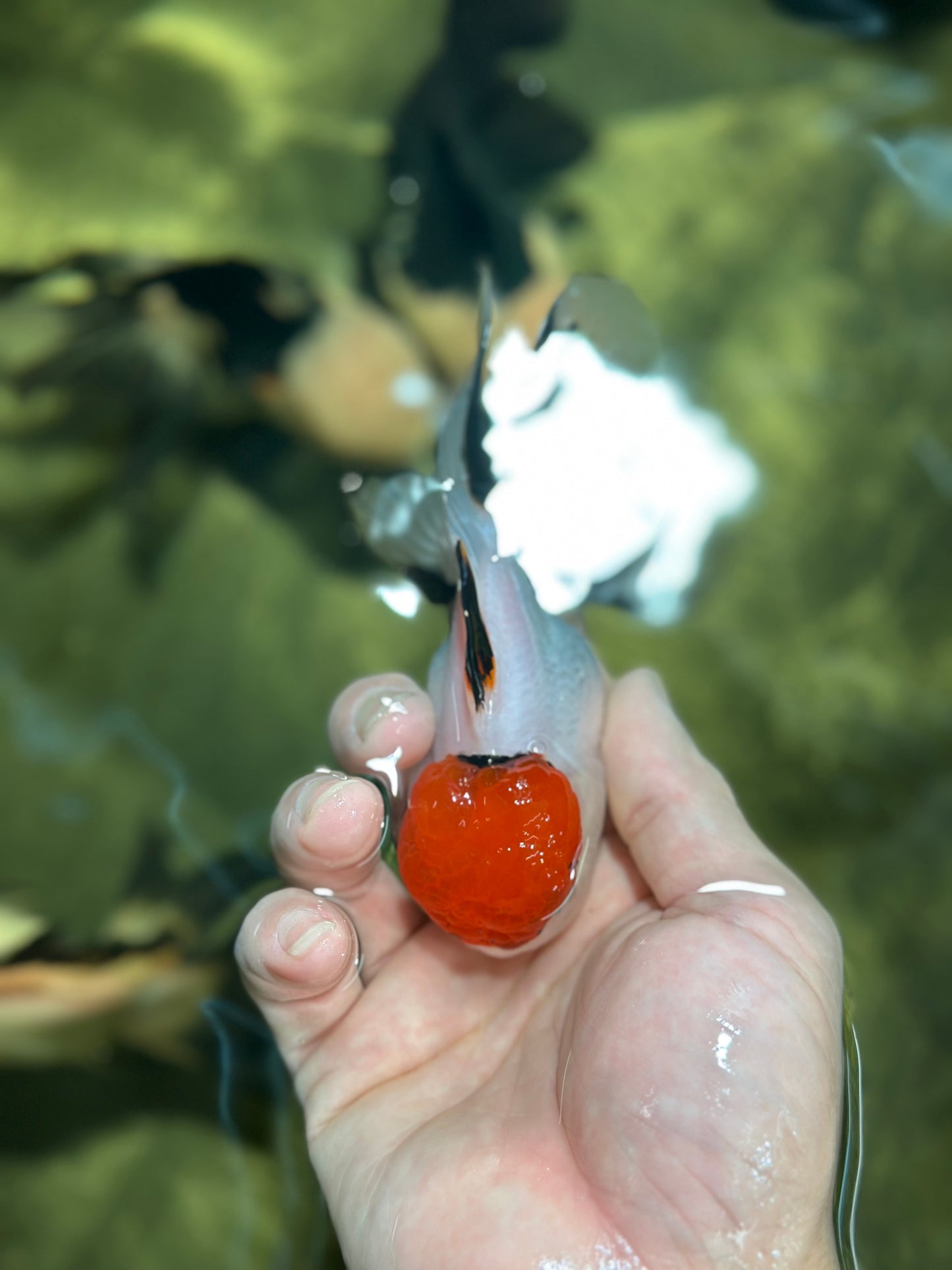 A Grade Red Cap Tricolor Oranda Male 4.5 inches #120624OR_02