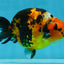 AAA Grade Calico Tiger Chinese Ranchu Male 5 inches #101025RC_19