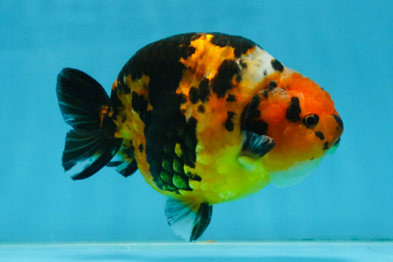 AAA Grade Calico Tiger Chinese Ranchu Male 5 inches #101025RC_19