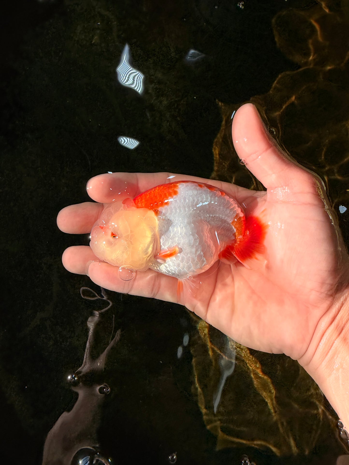 ADORABLE AAA Grade Red White LionQueen 4 inches #102425LC_16