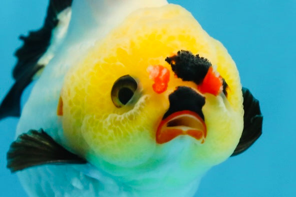 A Grade Pompom Tricolor Button Eyes Yuanbao Female 3.5-4 inches #062725YB_11