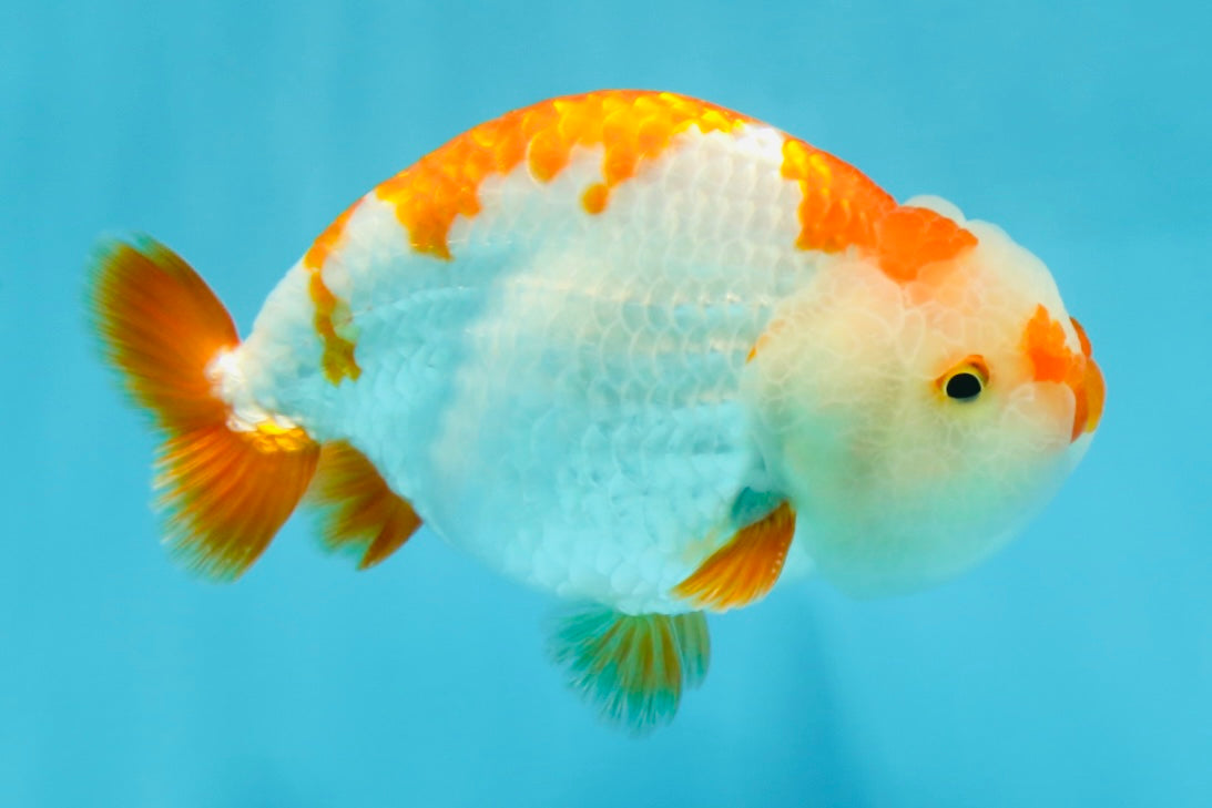 A Grade Kohaku LionKing 4.5 inches #050925LC_12