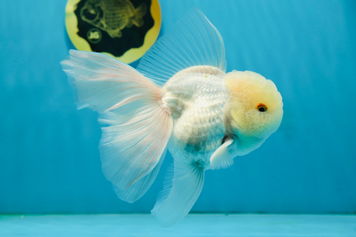 A Grade White Oranda Male 5 inches #121324OR_22