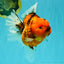 CHONKY AAA Grade Sakura Oranda Female 8.5 inches #071726OR_03