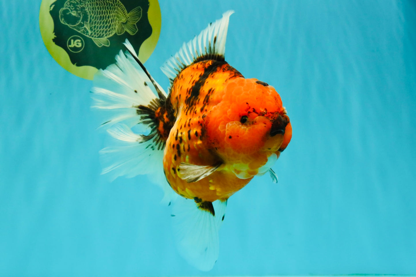 CHONKY AAA Grade Sakura Oranda Female 8.5 inches #071726OR_03