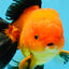 Apache Oranda Male 4.5 inches #032726OR_10
