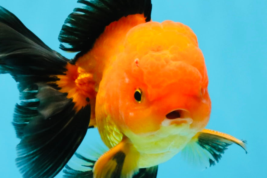 Apache Oranda Male 4.5 inches #032726OR_10