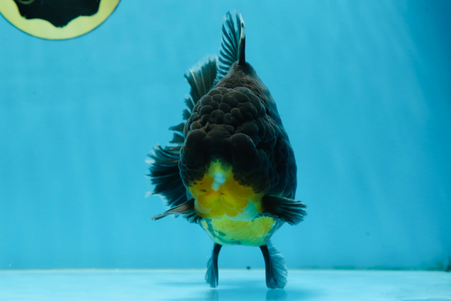 SHOW GRADE Godzilla Kirin Yuanbao Male 5.5 inches #062025YB_999