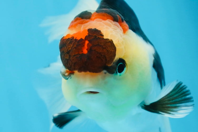 A Grade Tricolor Oranda Female 5 inches #080125OR_32