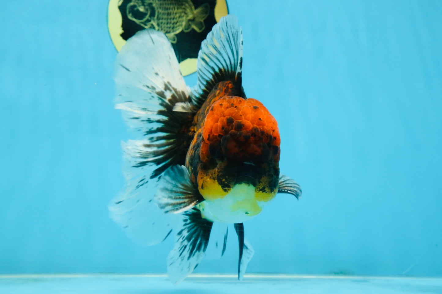CHONKY AAA Grade Tiger Oranda Male 6 inches #102425OR_19