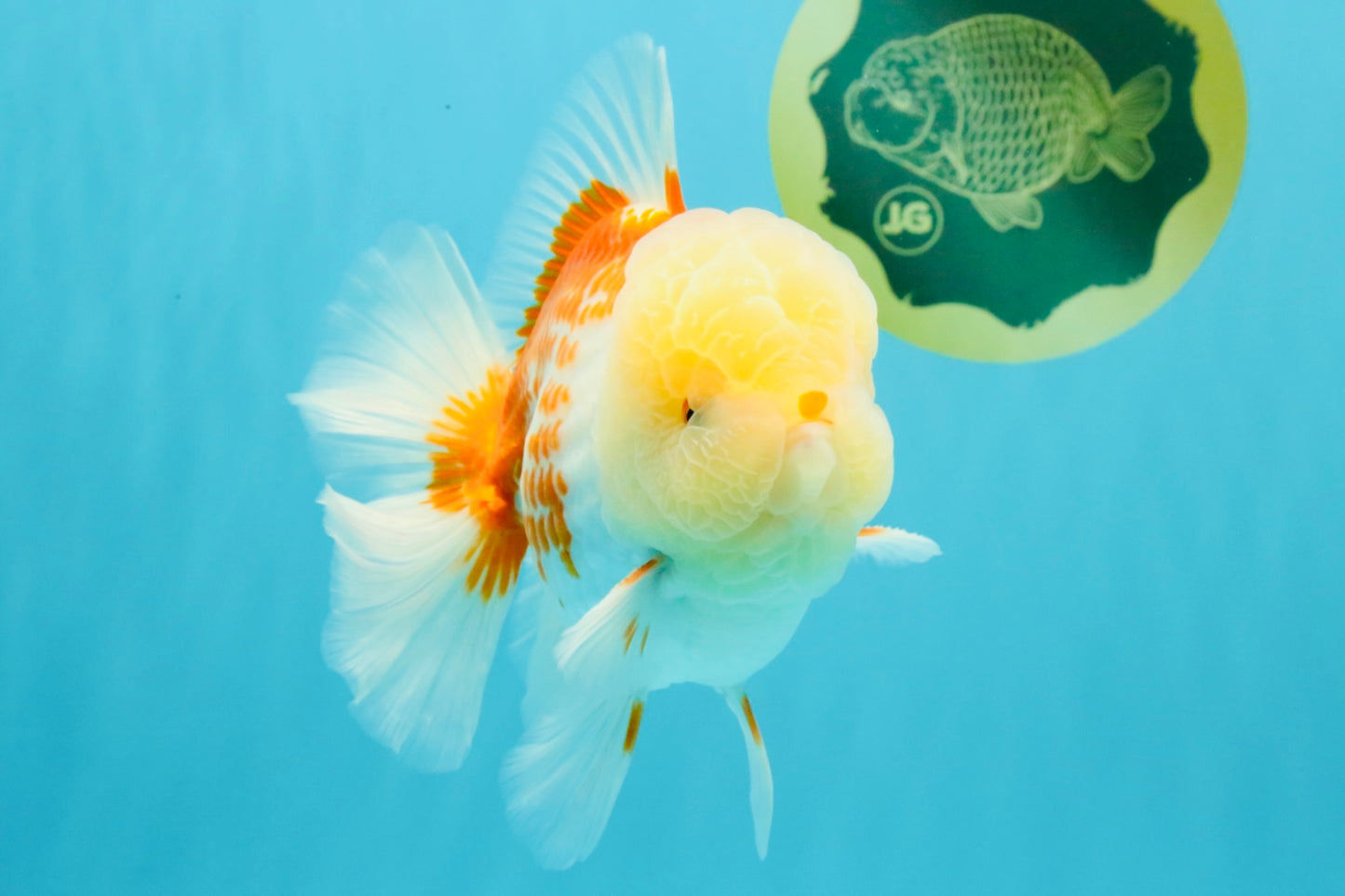 AAA Grade Polkadot Red White Oranda Male 6-6.5 inches #030626OR_19