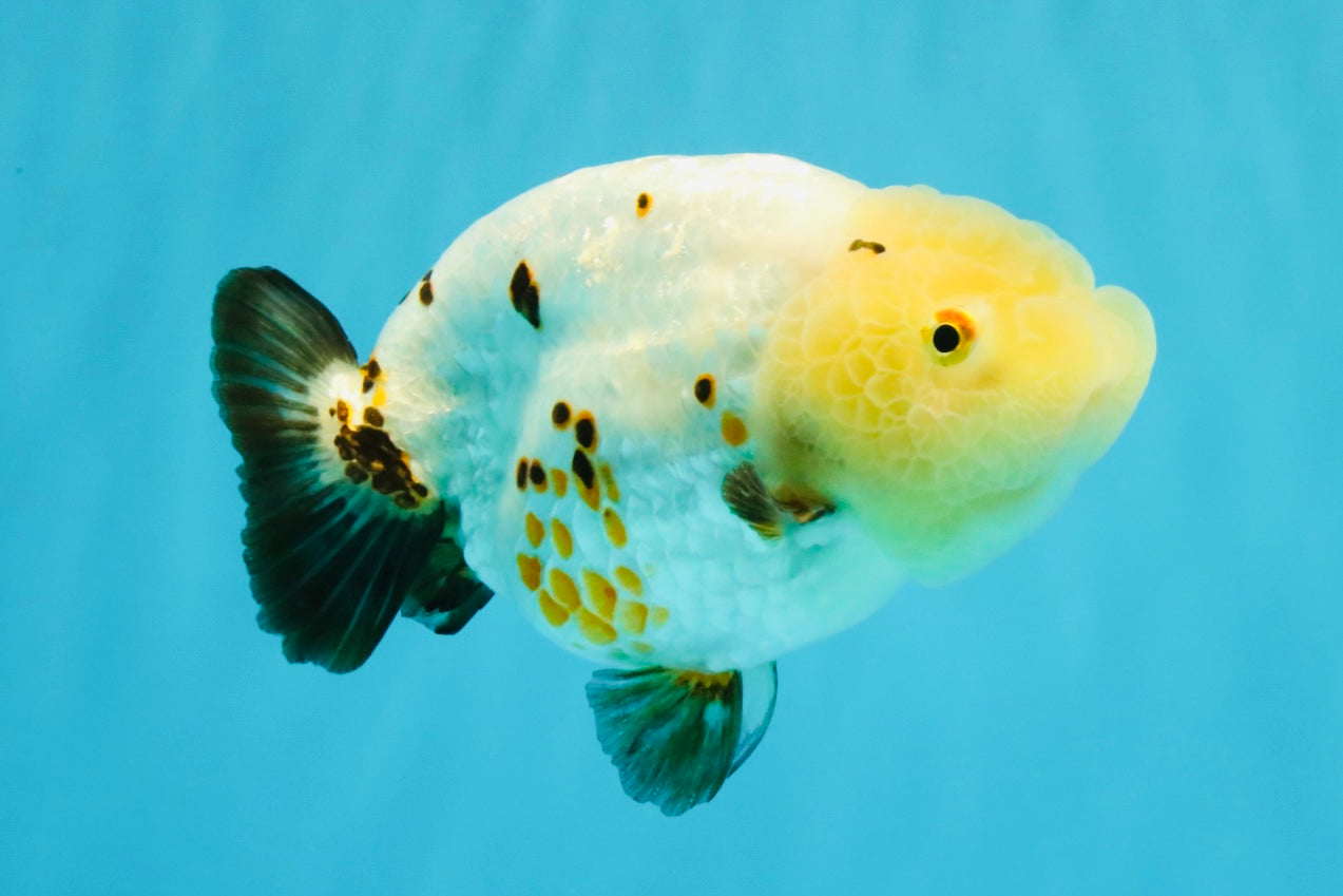 Chinese Sakura Ranchu Female 5-5.5 inches #041026RC_19