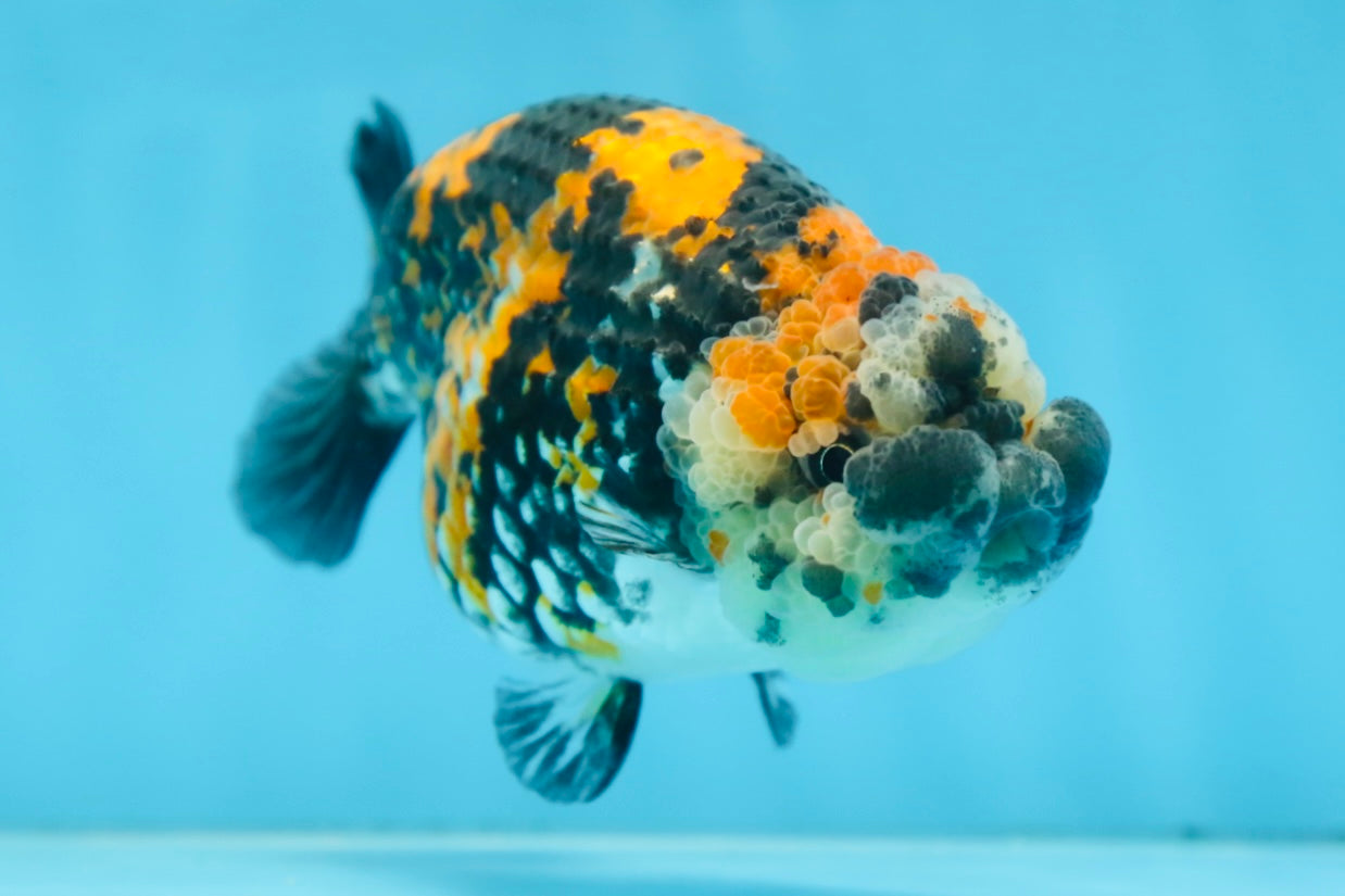 A Grade SUPER CUTE Tricolor Tiger LionQueen 5 inches #091225LC_07