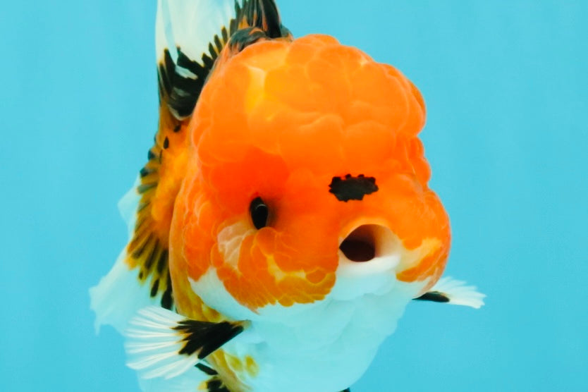 CHARLIE A Grade Apache Oranda Female 5 inches #041726OR_06