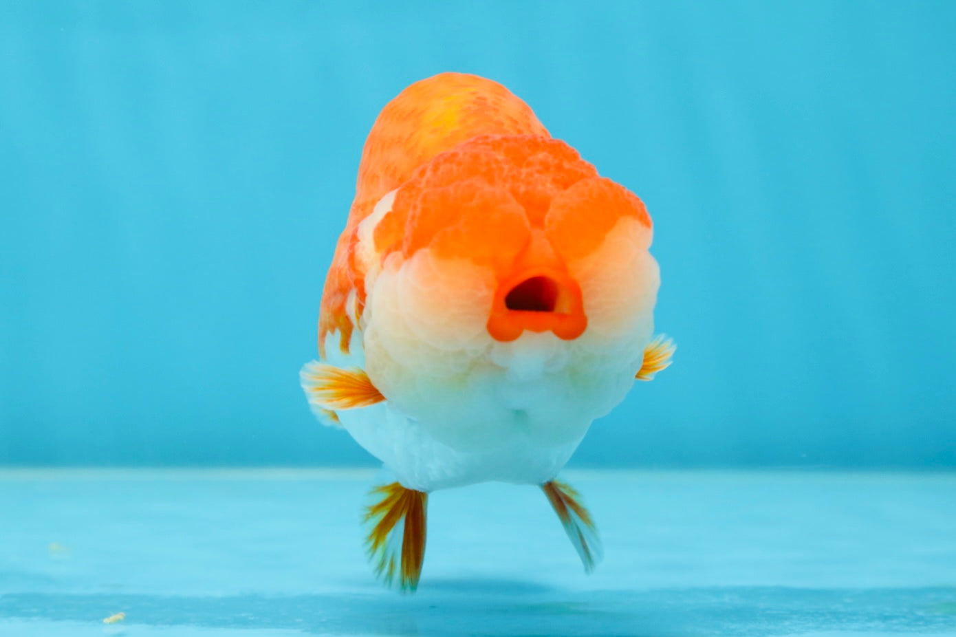 AAA Grade TOP Red White LionQueen 4.5 inches #051625LC_38