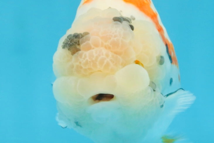 A Grade Sakura LionQueen 5.5 inches #110725LC_11