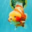 SUPER CUTE AAA Grade Strong Body Structure Kohaku Red White Yuanbao Male 6 inches #092526YB_12