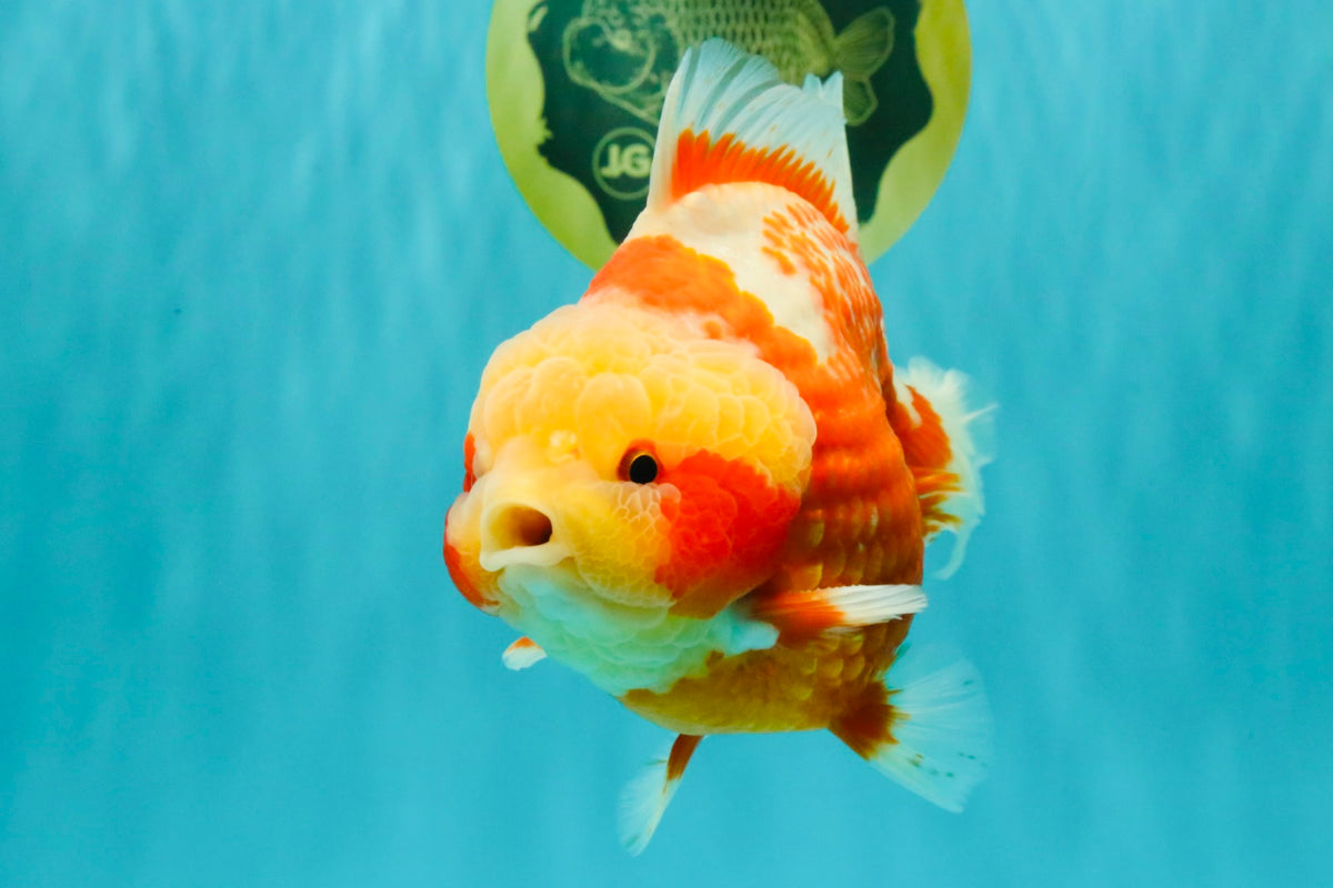 SUPER CUTE AAA Grade Strong Body Structure Kohaku Red White Yuanbao Male 6 inches #092526YB_12