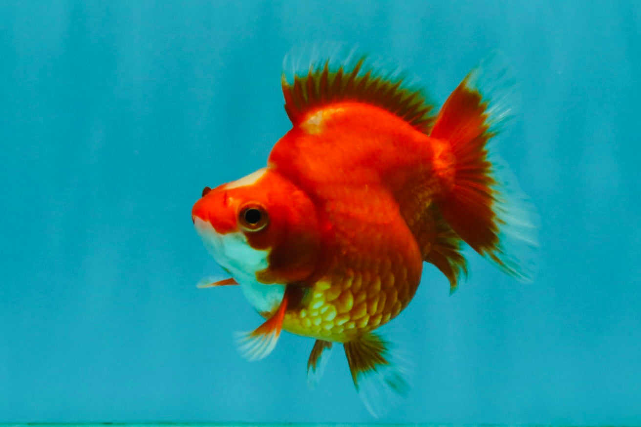 SPECIAL A Grade Jade Head Red White Ryukin Female 4 inches #042426RK_04