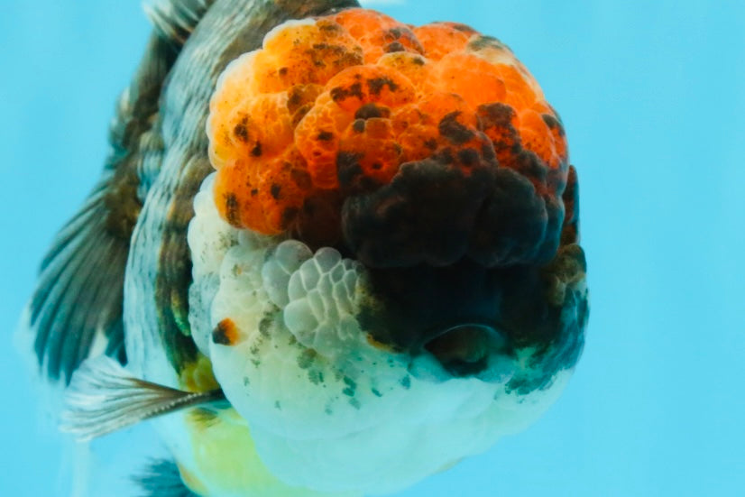 BULLDOG AAA Grade Red Head Kirin Calico Oranda Male 6.5 inches #022026OR_06