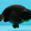 AAA Grade Strong Body Structure Godzilla Black LionKing 5-5.5 inches #051625LC_09