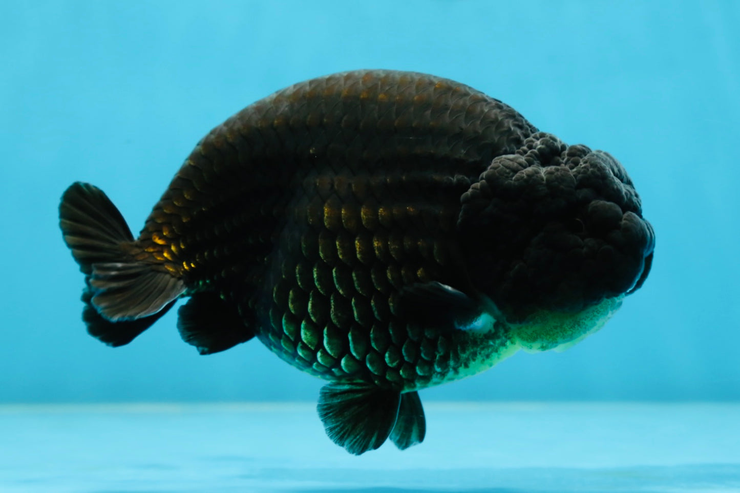 AAA Grade Strong Body Structure Godzilla Black LionKing 5-5.5 inches #051625LC_09