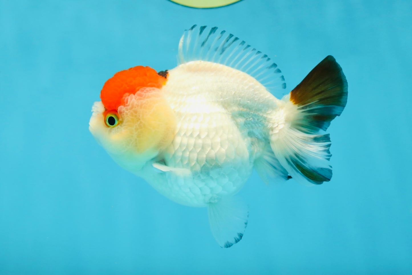 Tancho Pompom Tricolor Yuanbao Female 4 inches #050925YB_31