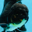 A Grade Black Oranda Male 5.5-6 inches #071125OR_13
