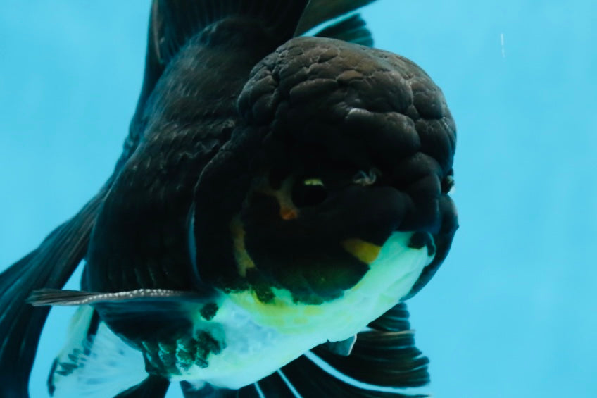 A Grade Black Oranda Male 5.5-6 inches #071125OR_13
