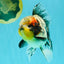 Marble Oranda Male 5.5 inches #080726OR_16