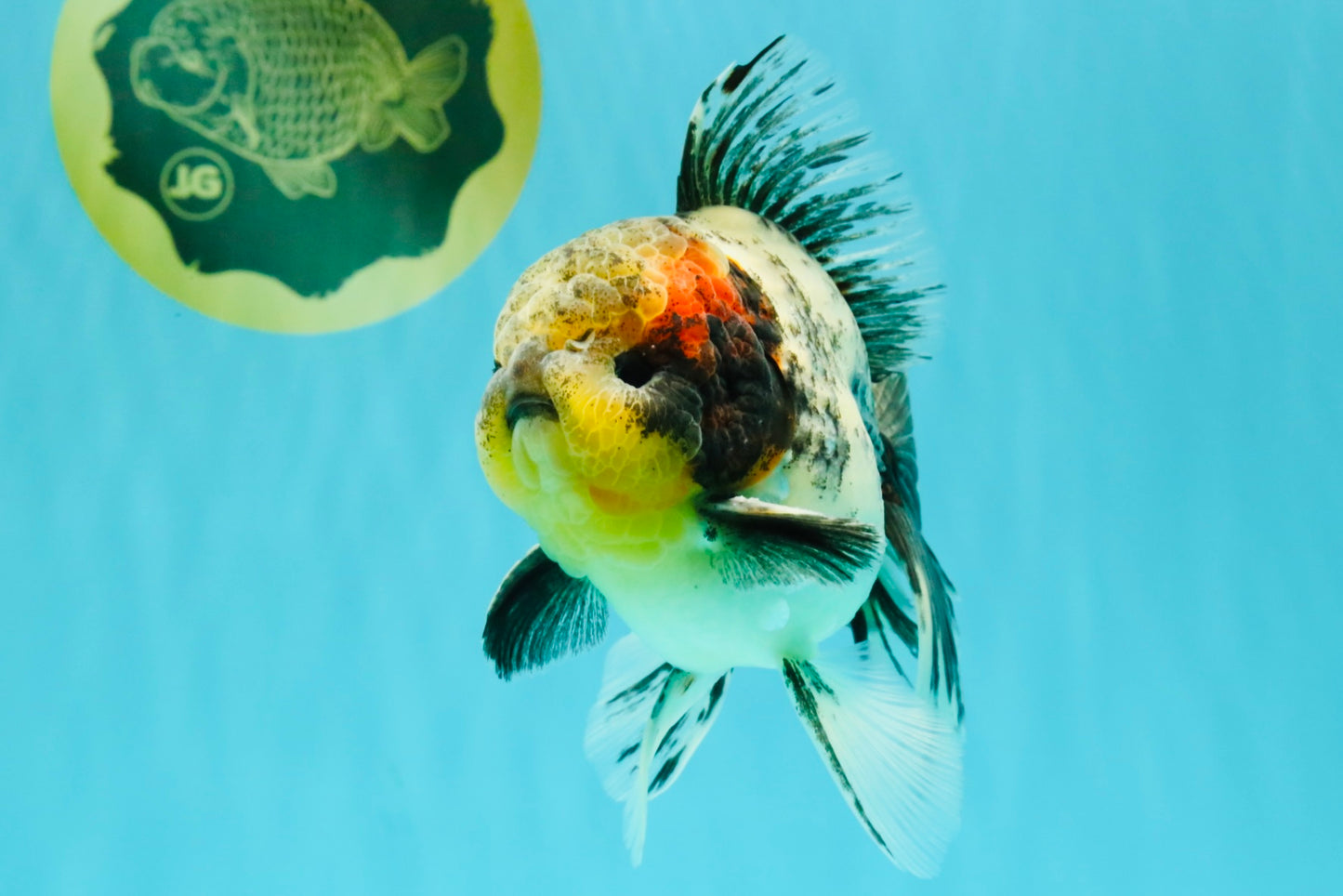 Marble Oranda Male 5.5 inches #080726OR_16